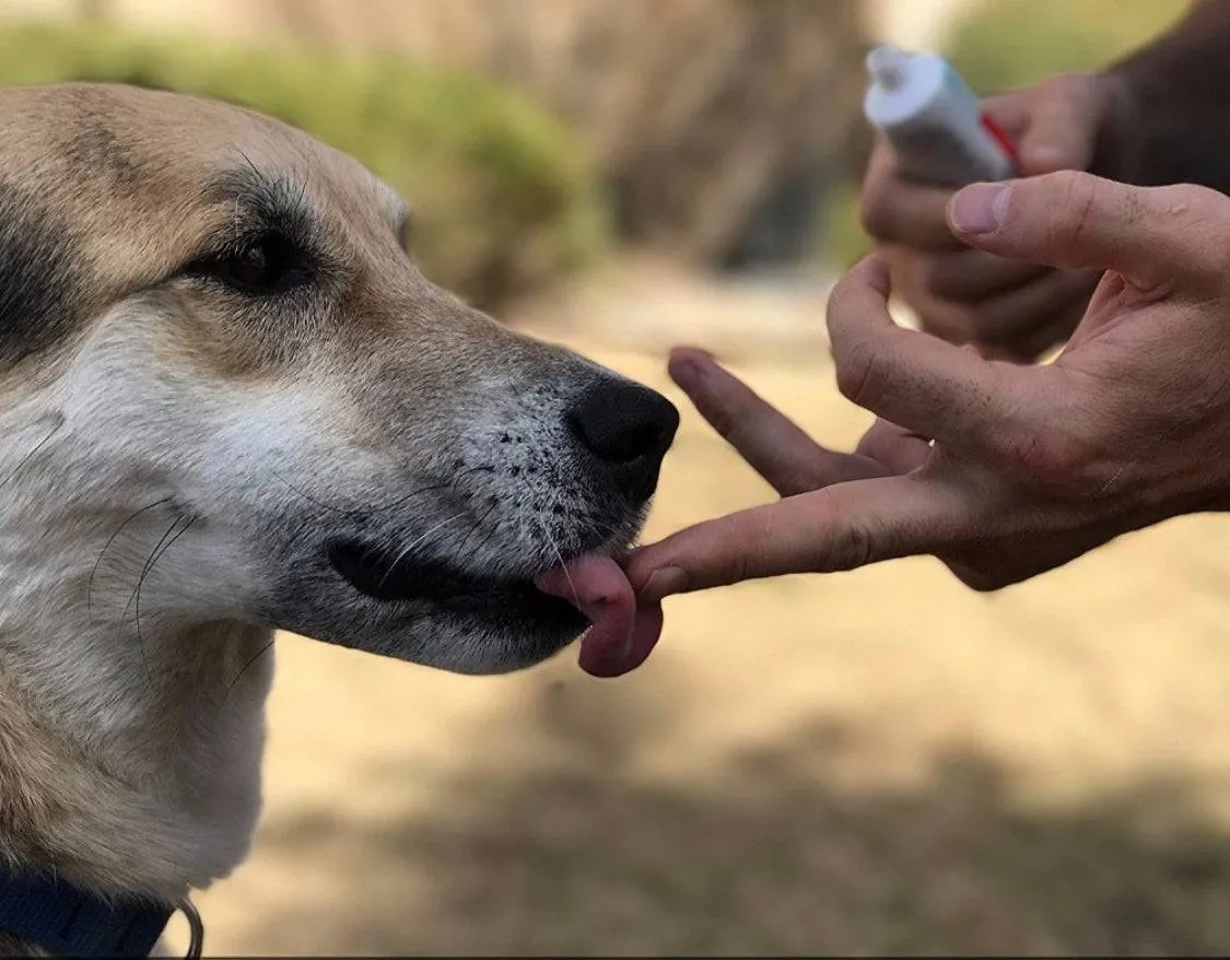 Beef Flavored Dog Toothpaste