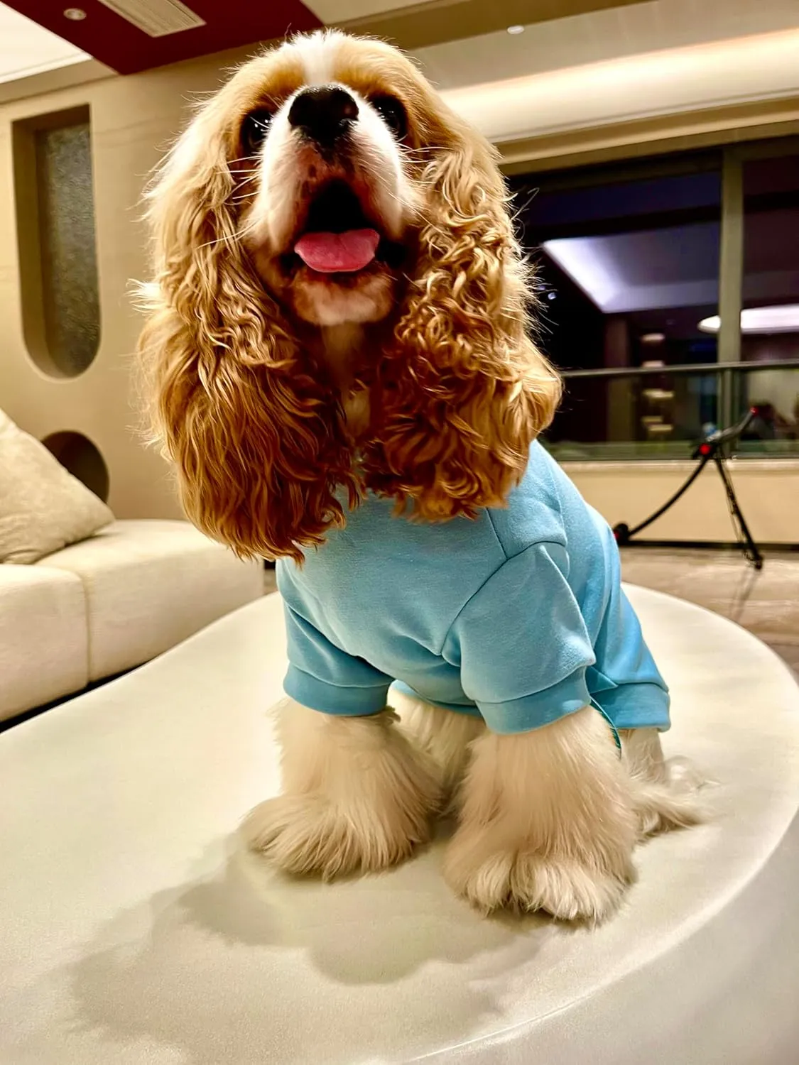 Dog Hoodie Soft Warm Sweater Winter Hooded Clothes Plaid Shirts- Puppy Sweatshirts for Small Medium Large Dogs & Cats(Large)