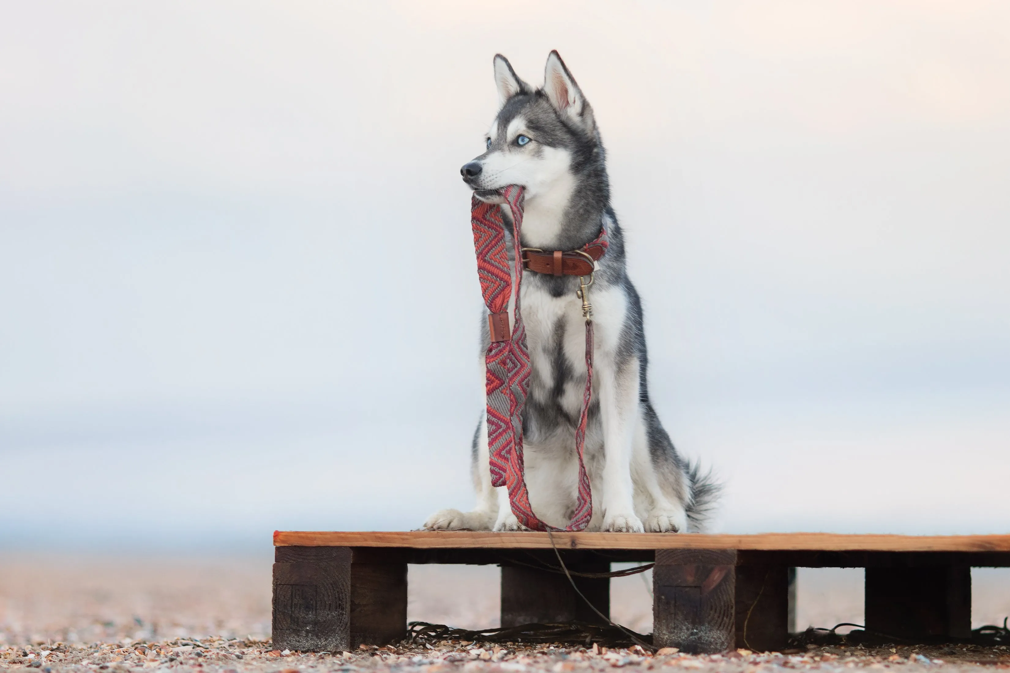 Dog Lead: Peruvian Pikes
