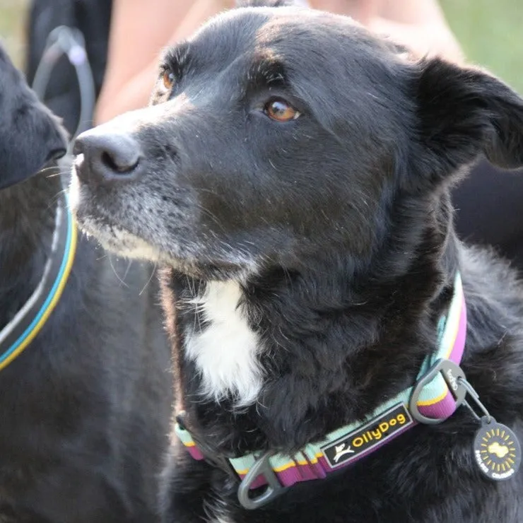 Flagstaff Collar | Adjustable Dog Collar