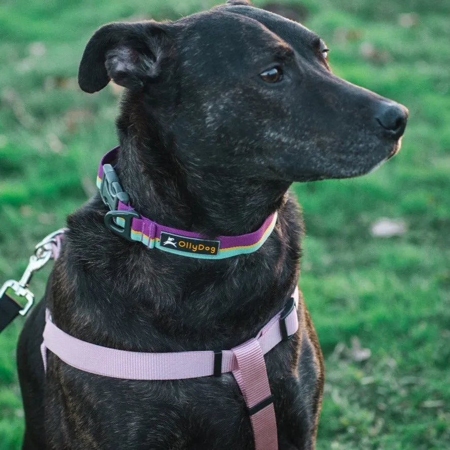 Flagstaff Collar | Adjustable Dog Collar