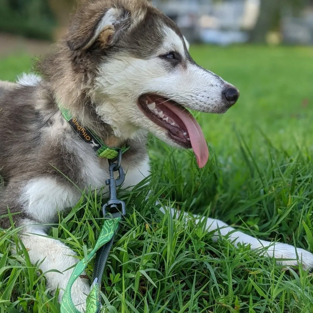 Flagstaff Collar | Adjustable Dog Collar