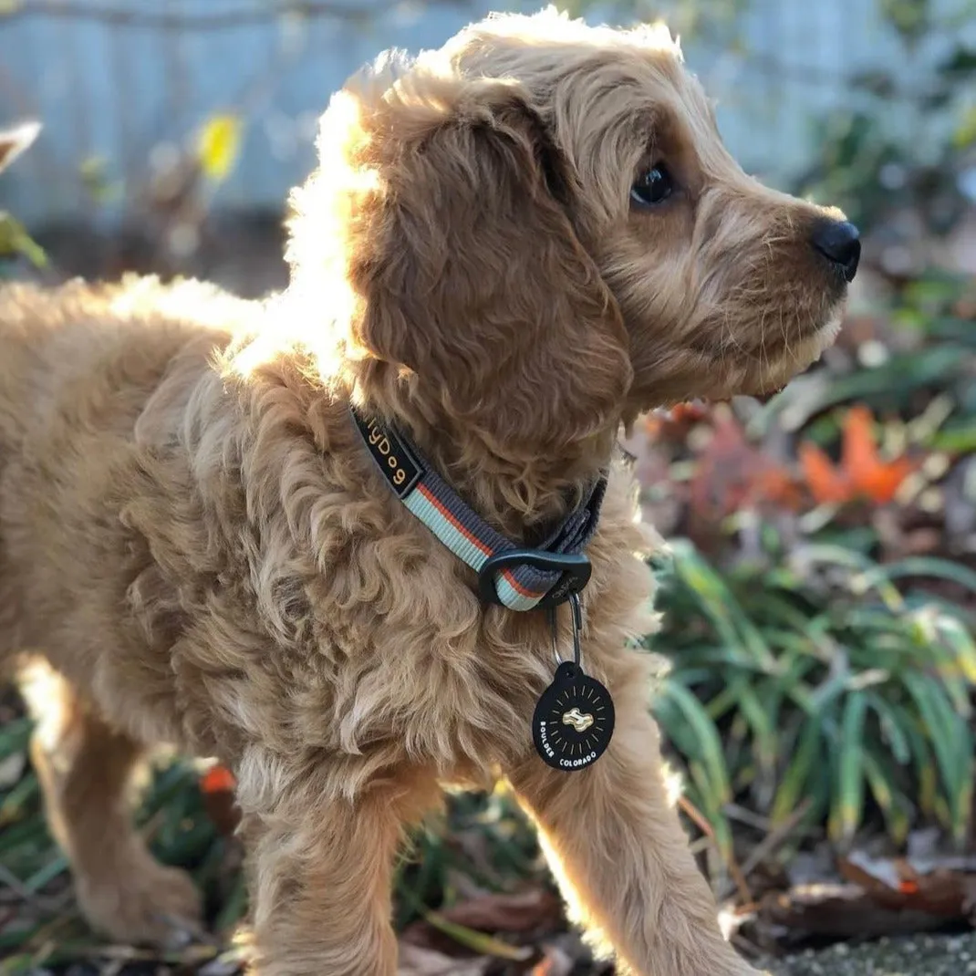 Flagstaff Collar | Adjustable Dog Collar