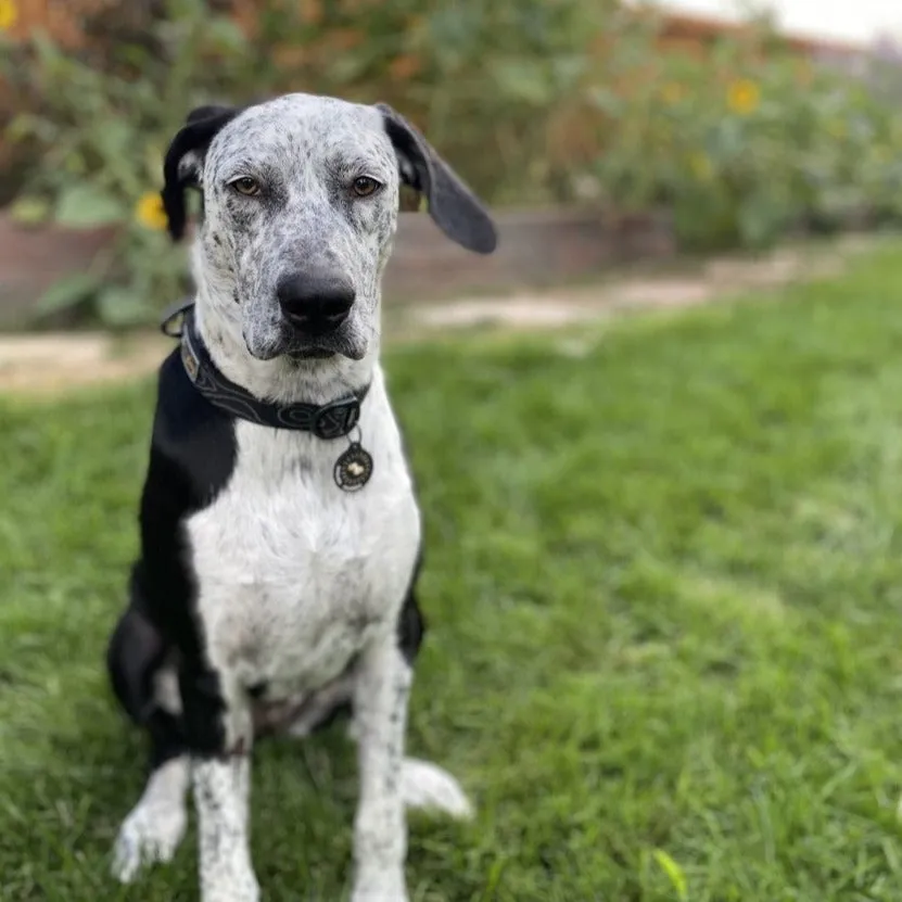 Flagstaff Collar | Adjustable Dog Collar