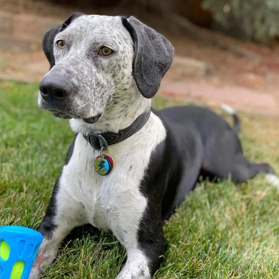 Flagstaff Collar | Adjustable Dog Collar