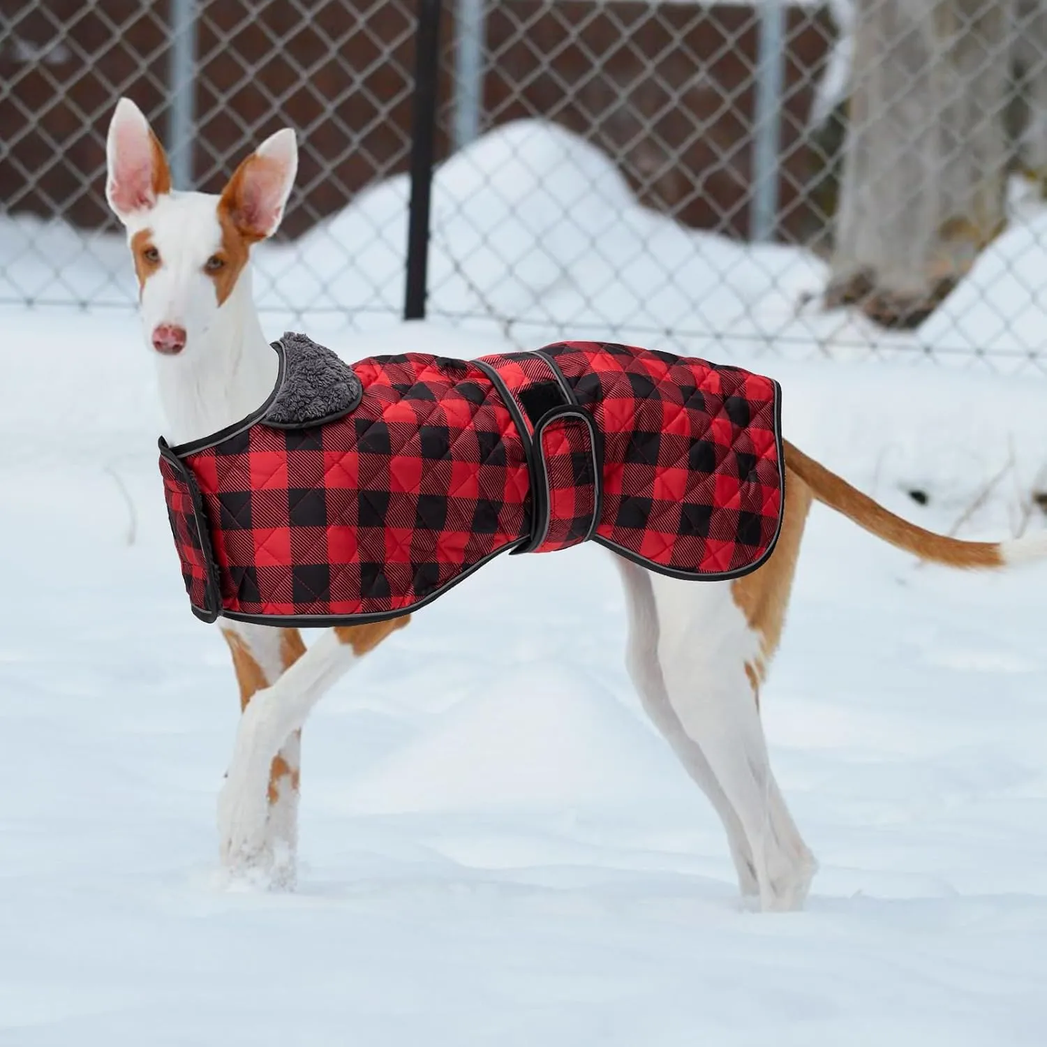 Geyecete Waterproof Greyhound Whippet Lurcher Dog Coat-with Warm Fleecy Lining Inside Outdoor Dog Apparel with Adjustable Bands for Medium, Large Dog-Red-XS