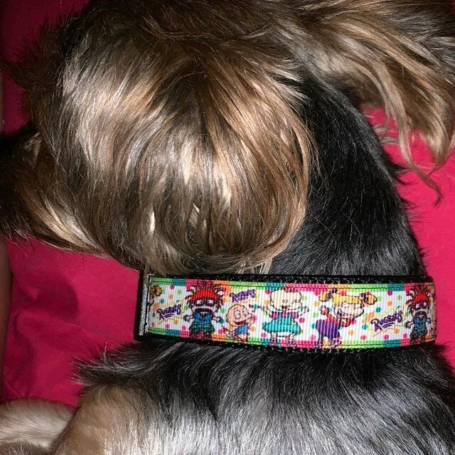 Halloween Pumpkins dog collar handmade, adjustable, buckle collar 1"wide or leash Petcollarshandmade