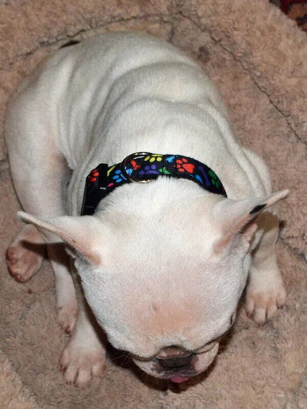 Halloween Pumpkins dog collar handmade, adjustable, buckle collar 1"wide or leash Petcollarshandmade
