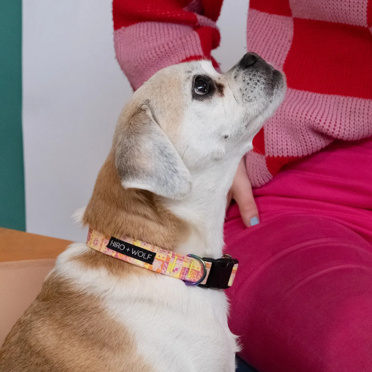 Summer Harvest Adjustable Dog Collar