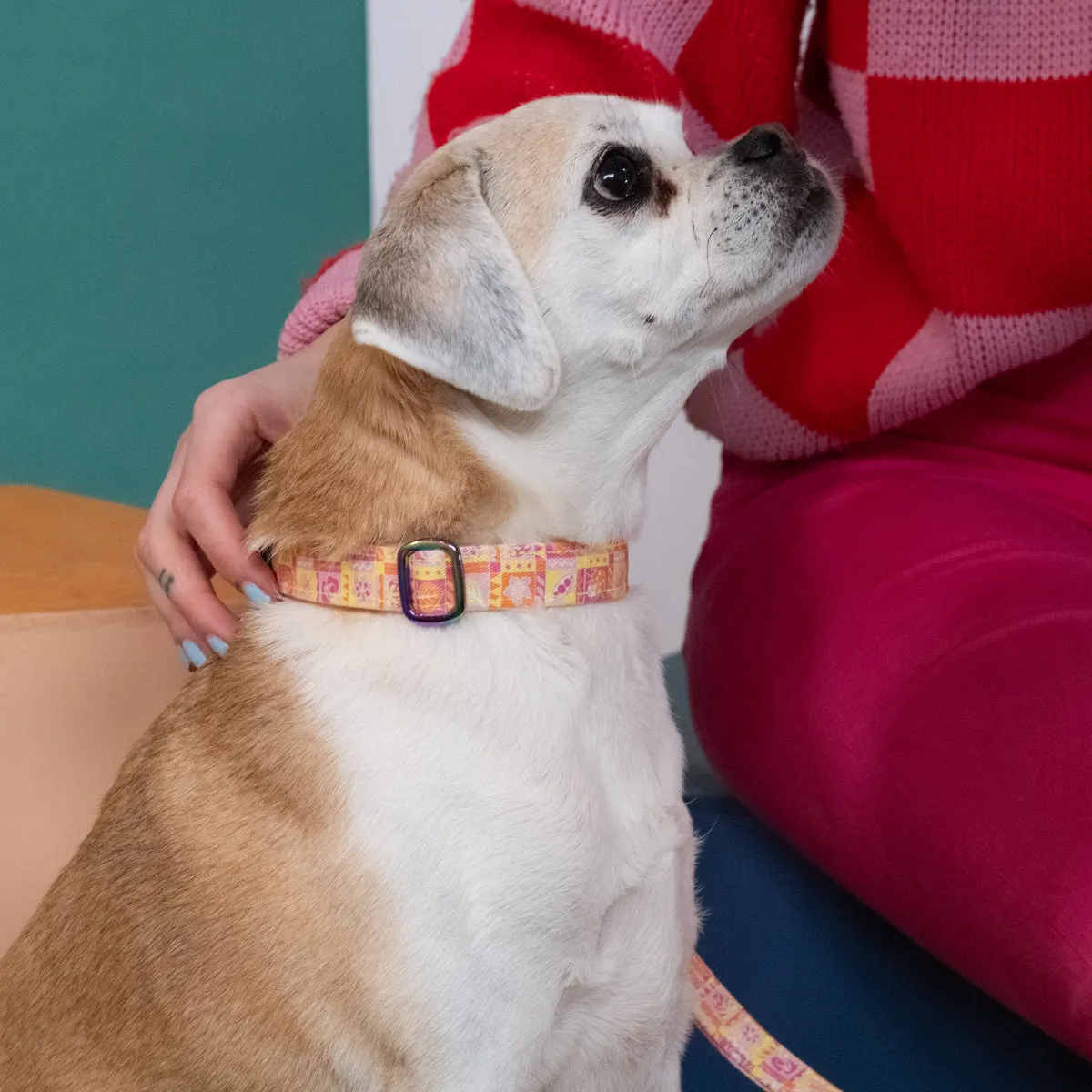 Summer Harvest Adjustable Dog Collar